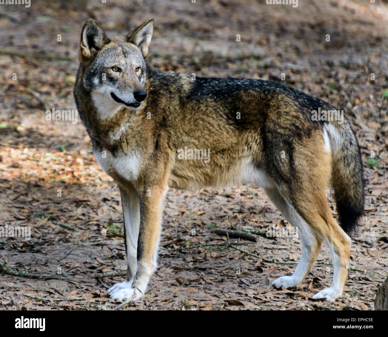 Mississippi valley wolf hires stock photography and images Alamy