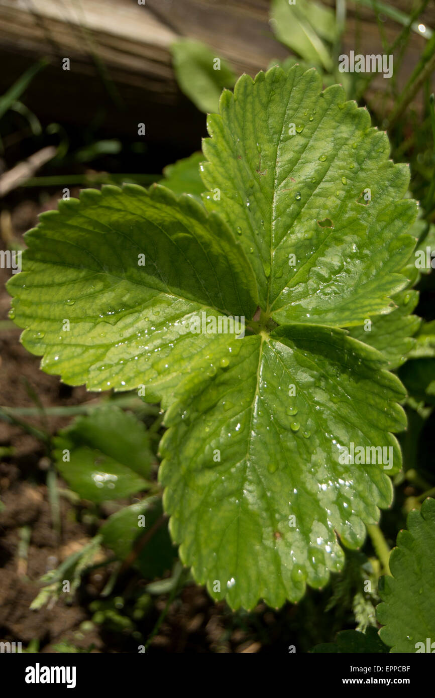 strawberry plant leaves Stock Photo Alamy