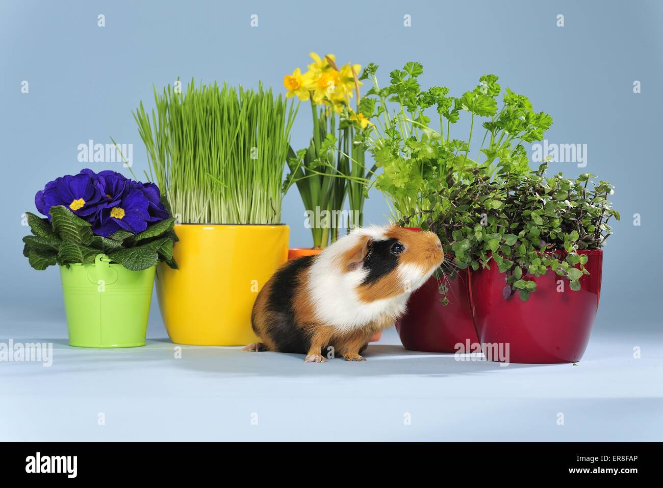 Pig tub hires stock photography and images Alamy