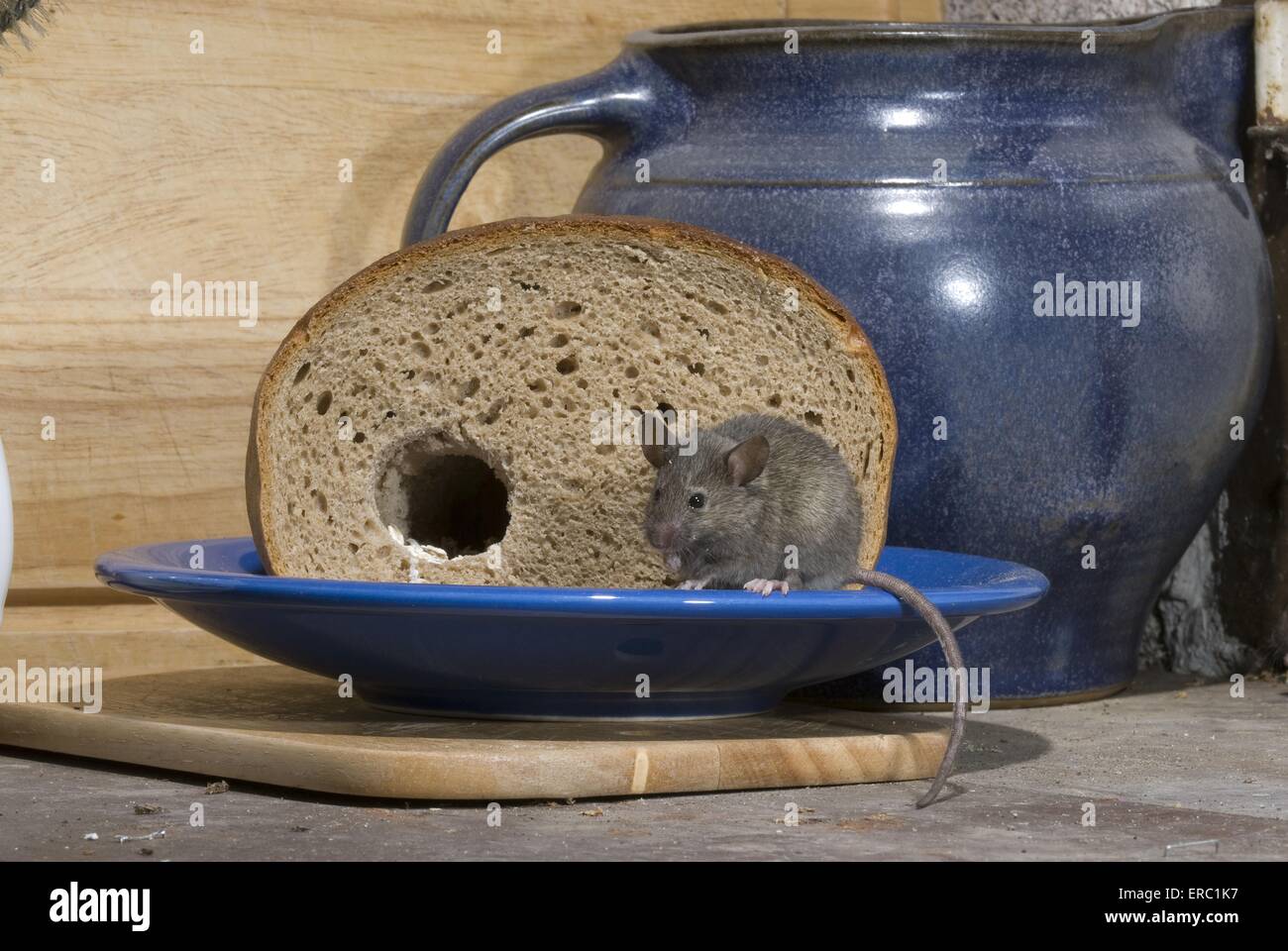 mouse eats bread Stock Photo Alamy