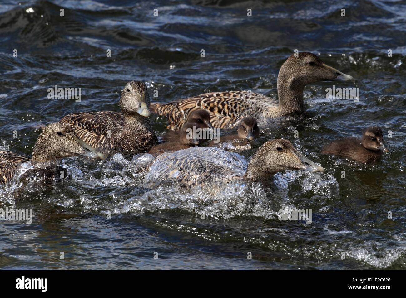 common eider ducks Stock Photo Alamy