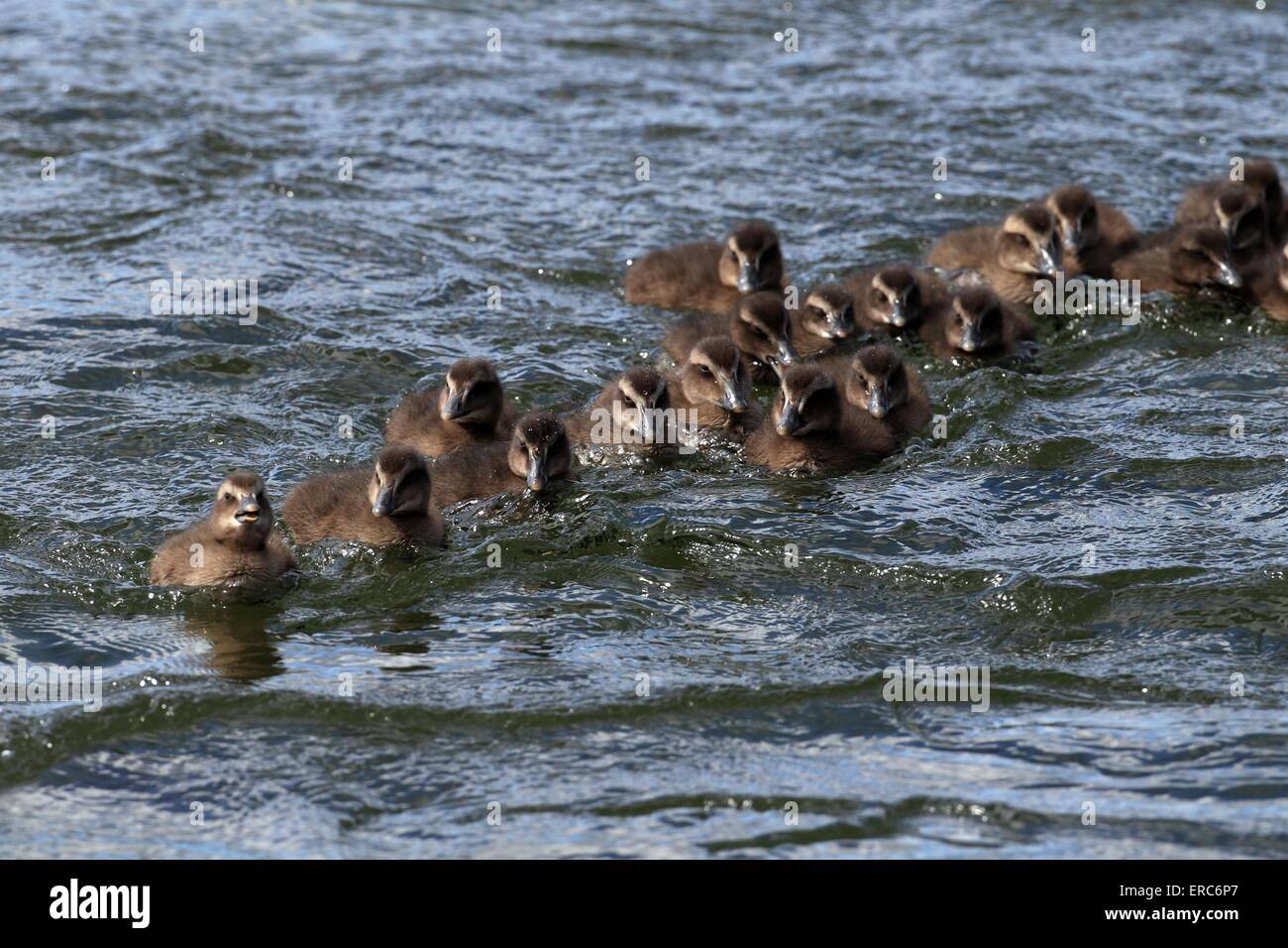 young common eider ducks Stock Photo Alamy