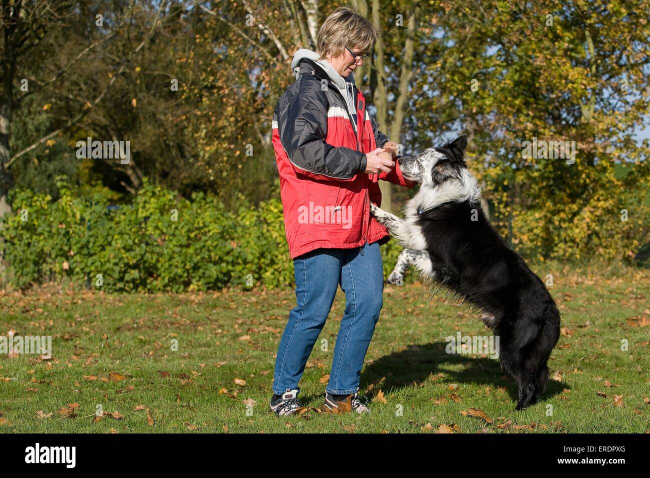 playing with Border Collie Stock Photo Alamy