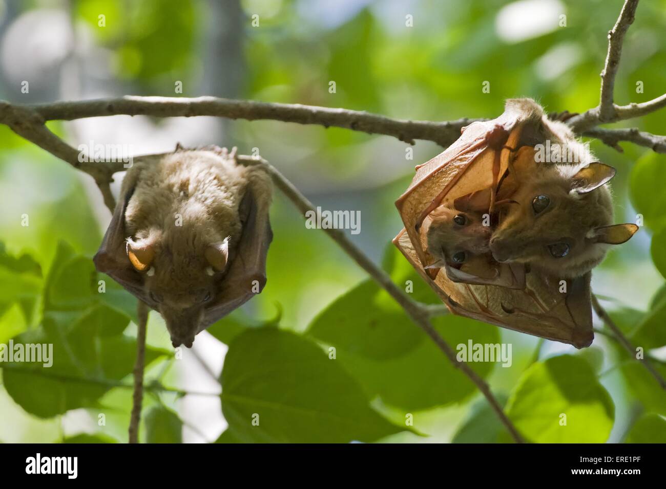 Fruit bats hires stock photography and images Alamy