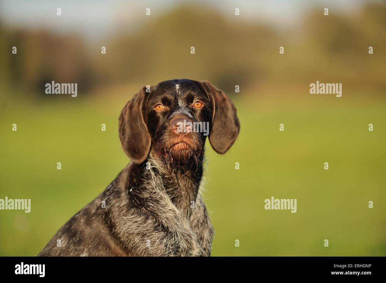 German wirehaired Pointer Portrait Stock Photo Alamy