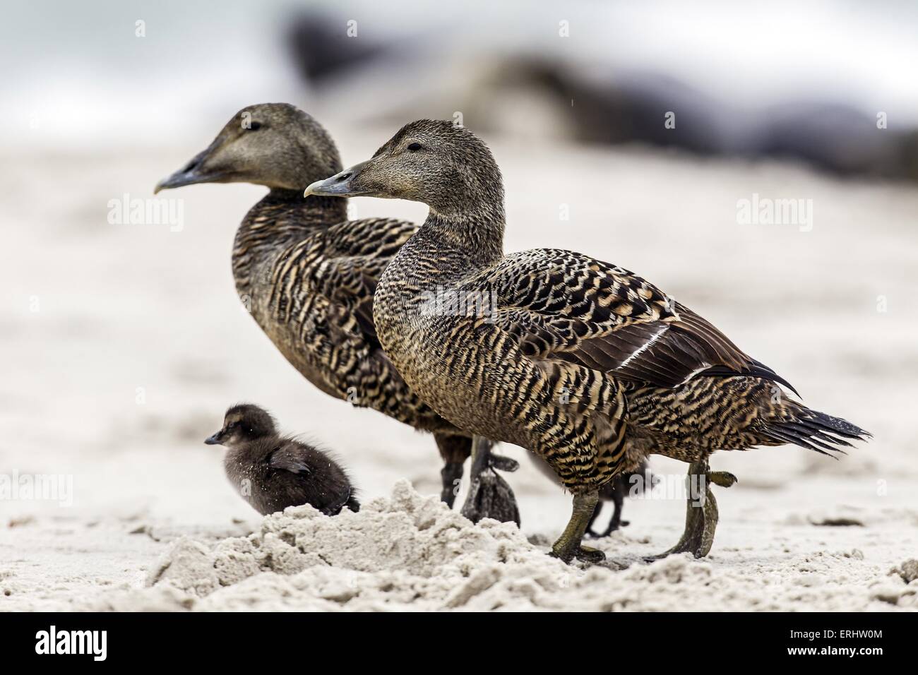 common eider ducks Stock Photo Alamy