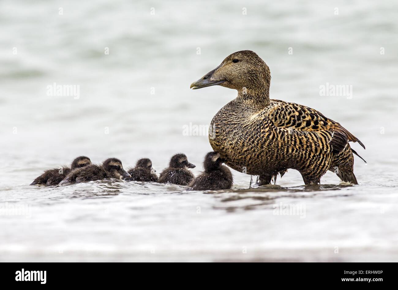 common eider ducks Stock Photo Alamy