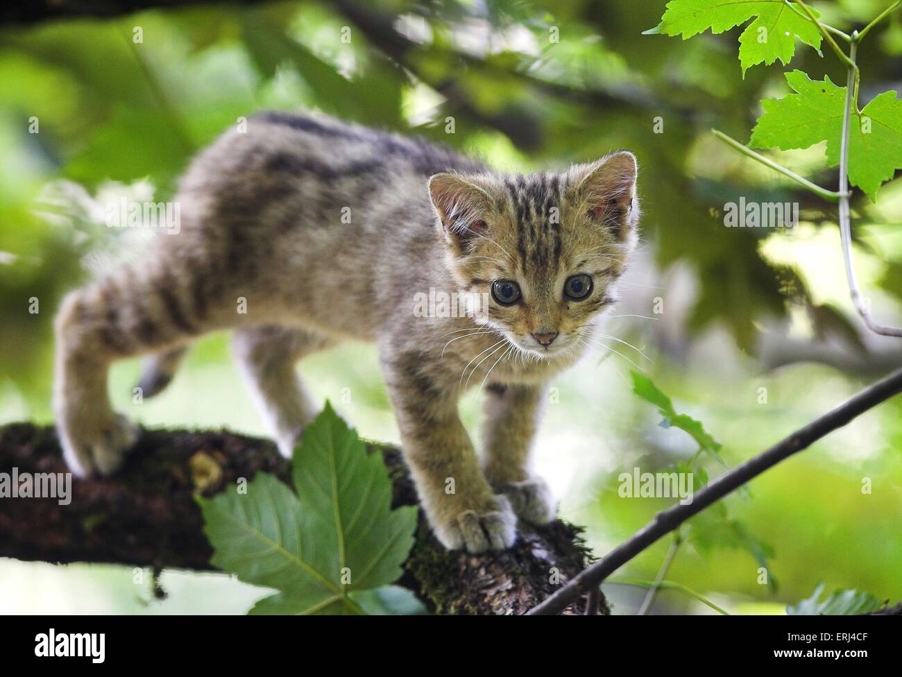 Wildcat felis silvestris climbing tree hires stock photography and