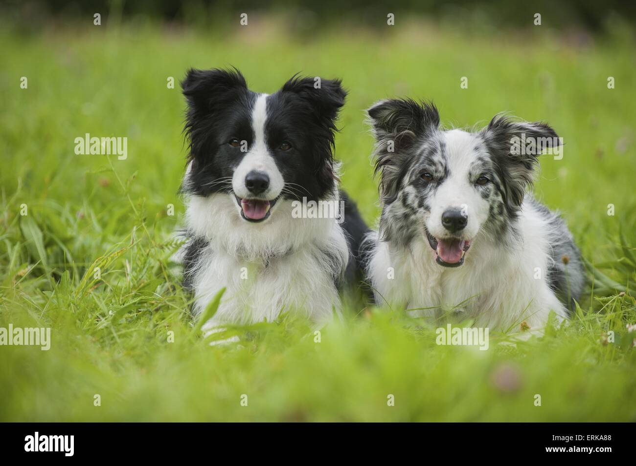 Is It Better To Have Two Border Collies