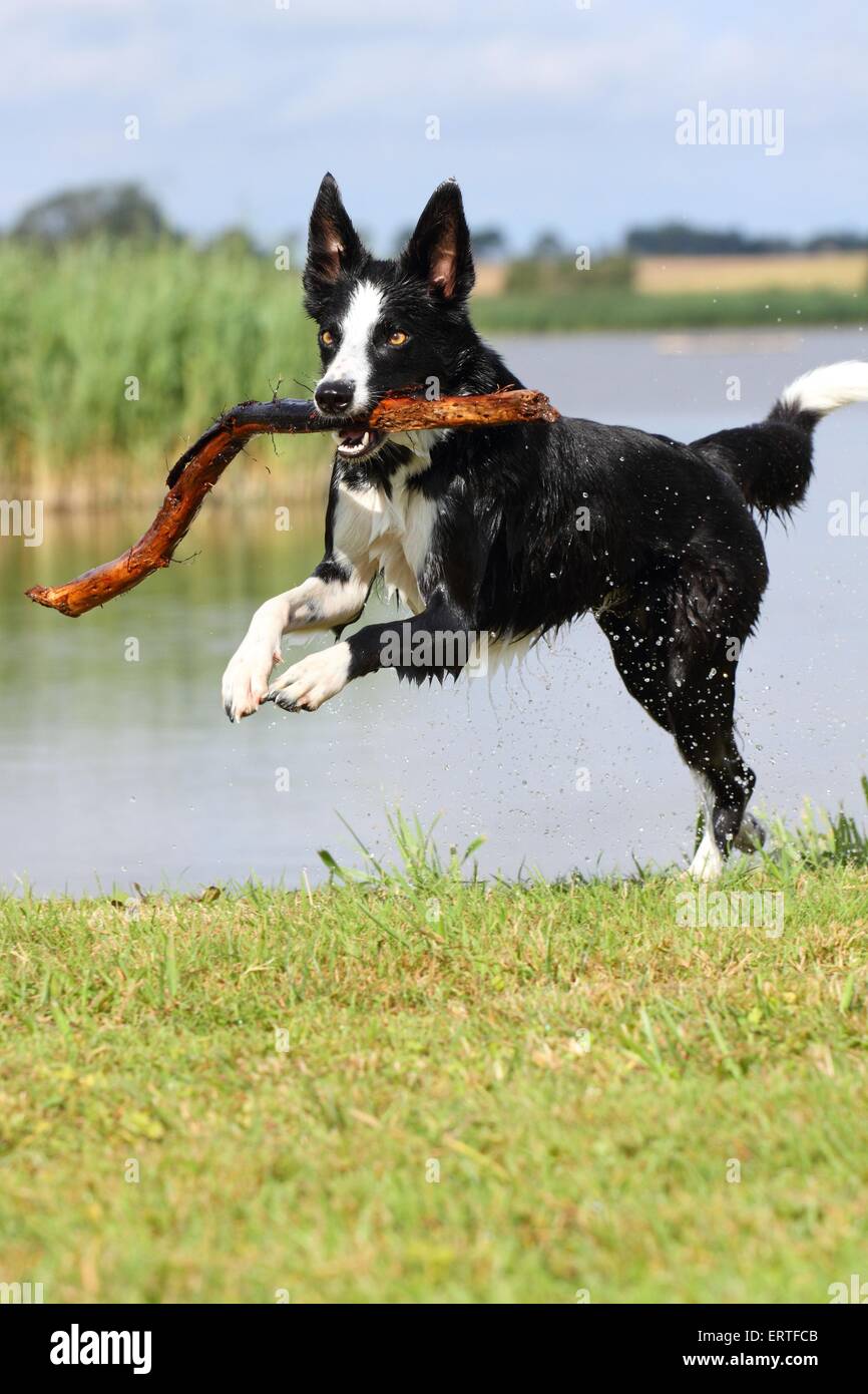 playing Border Collie Stock Photo Alamy