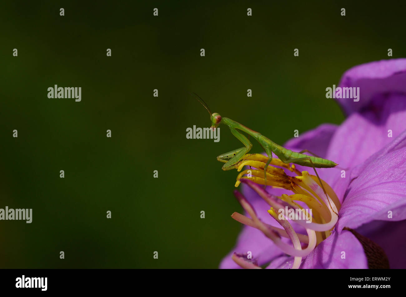 Praying mantis pose hires stock photography and images Alamy
