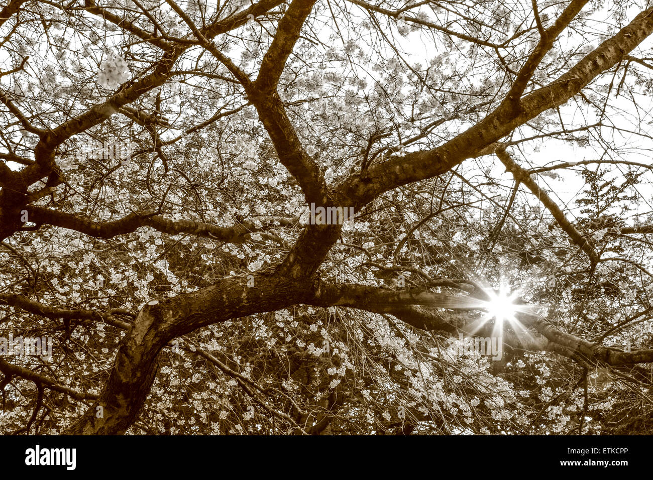 Sunlight through tree branches Stock Photo Alamy