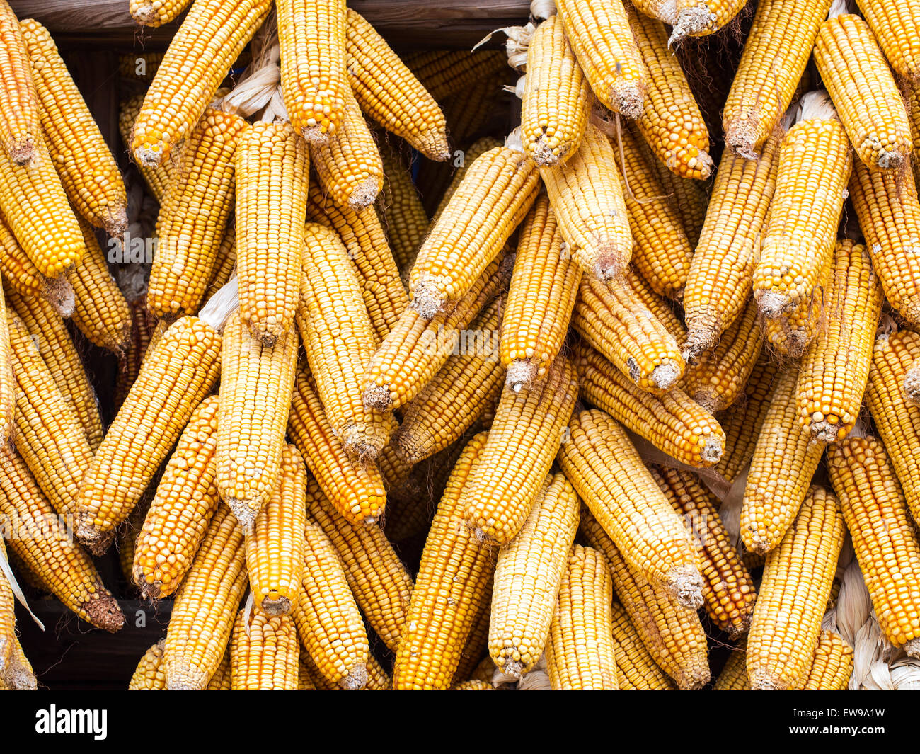 Drying Corn Cobs Stock Photo Alamy