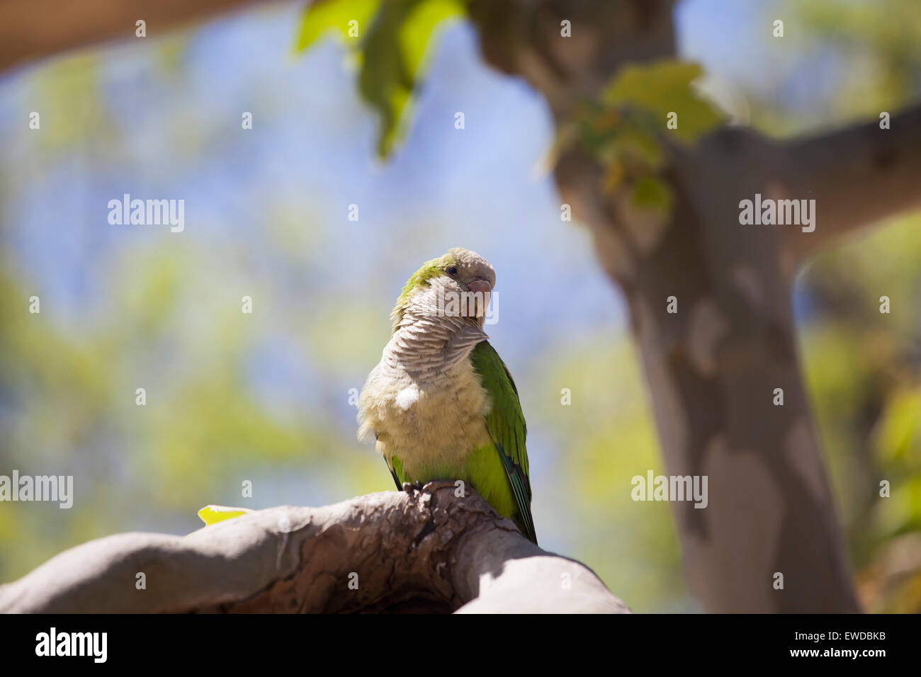 Green Quaker Parrot Stock Photo Alamy
