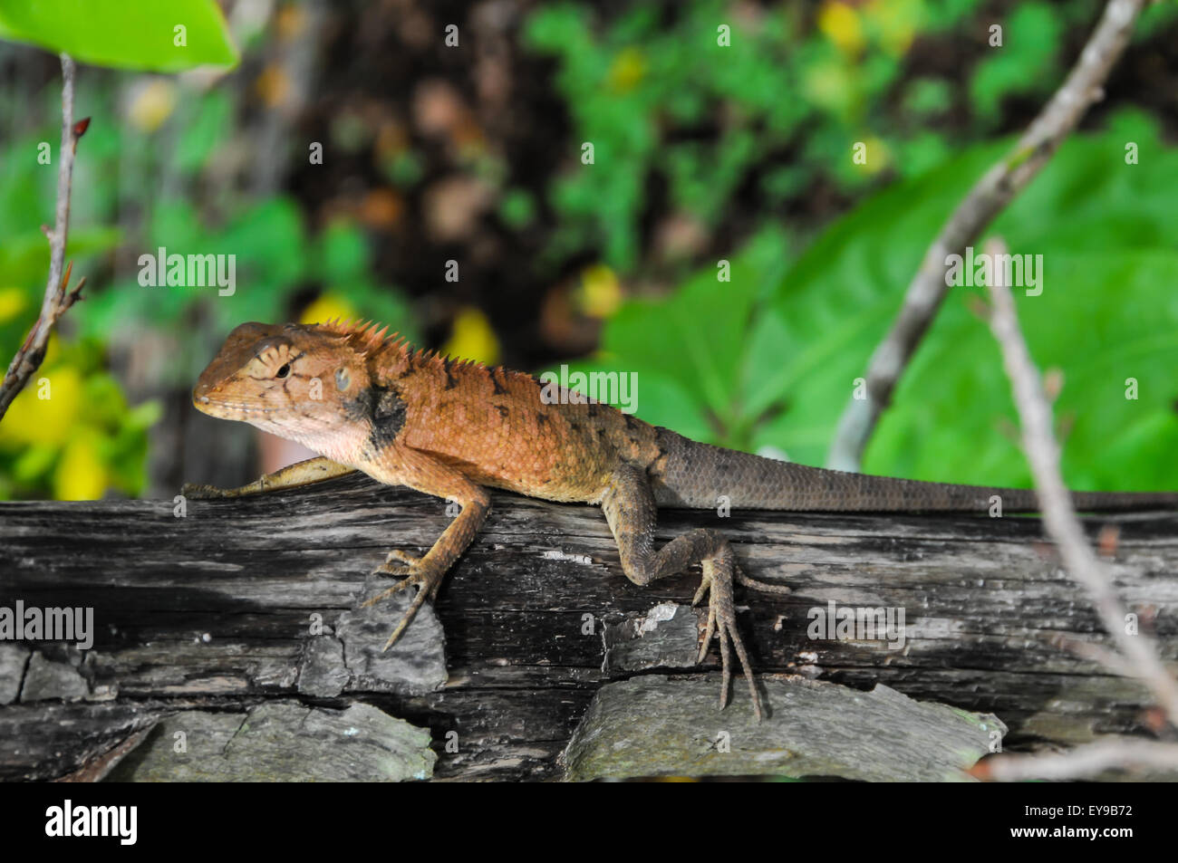 Orange Lizard Stock Photo Alamy