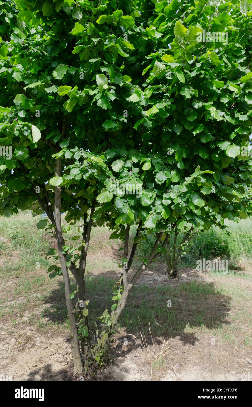 Hazelnut tree hires stock photography and images Alamy