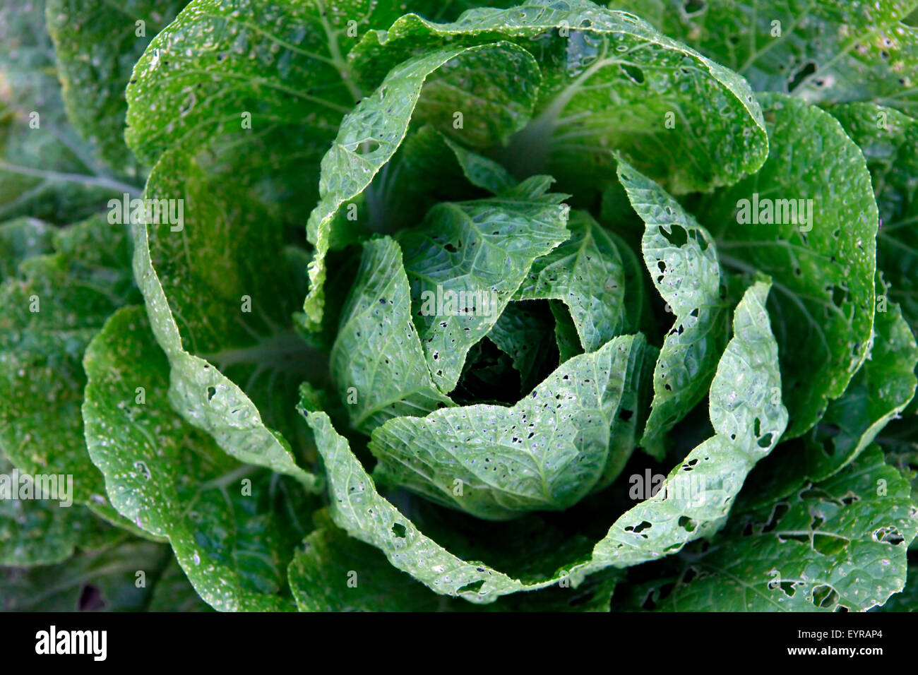 cabbage moth insect closeup Stock Photo Alamy