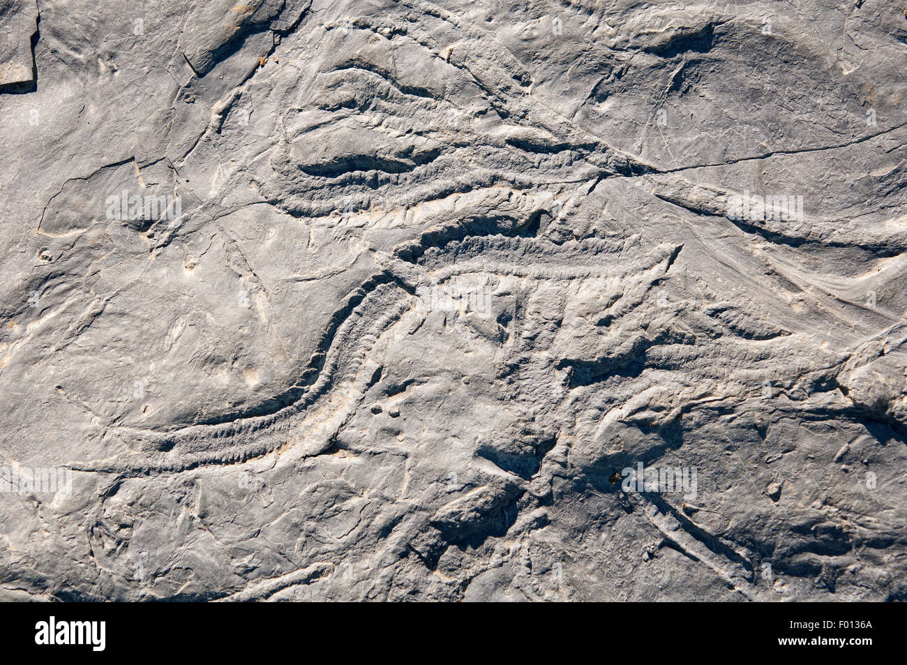 Trace fossil hires stock photography and images Alamy