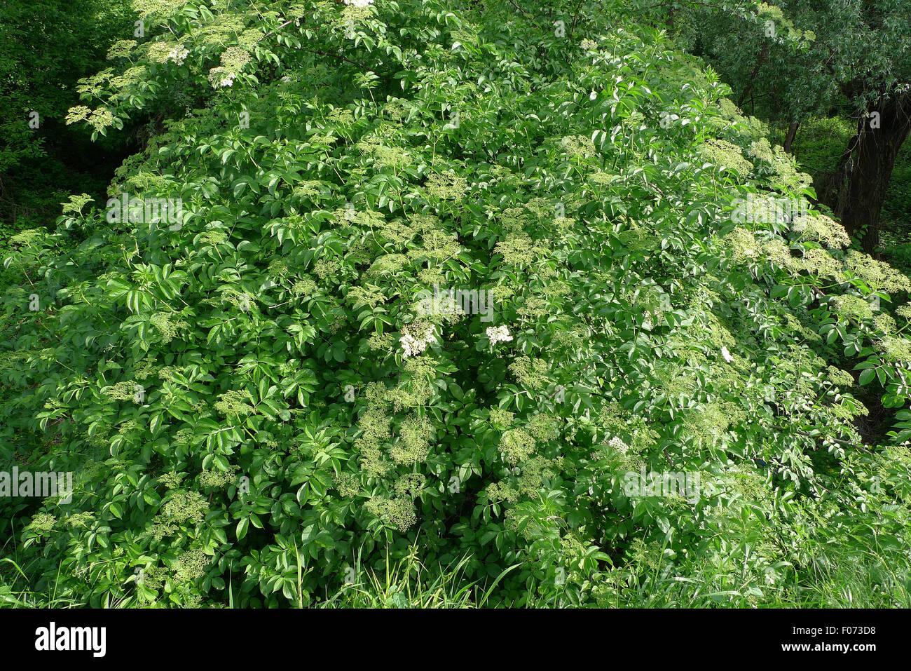 Elder tree hires stock photography and images Alamy