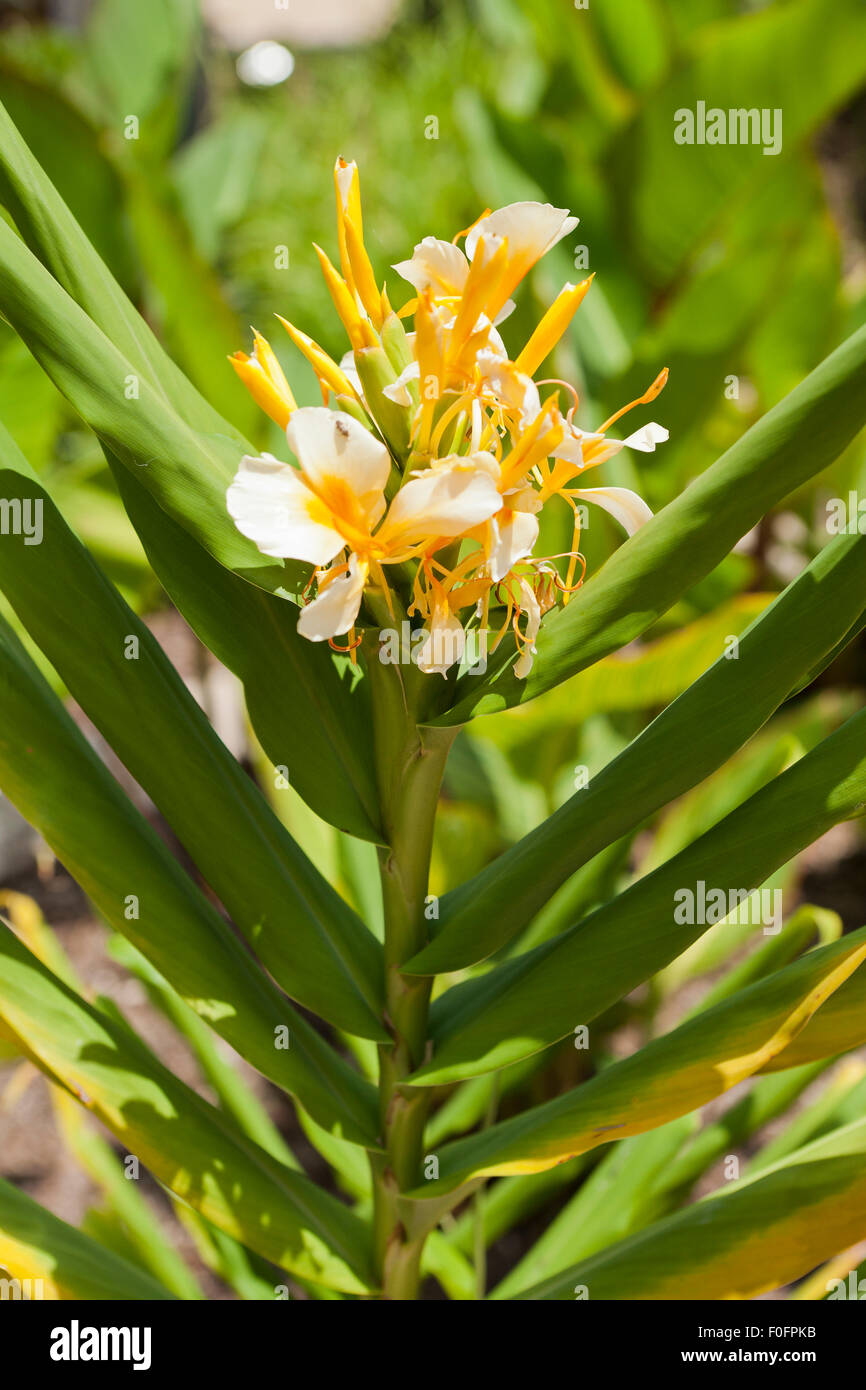Ginger lily flowers (Hedychium Stock Photo Alamy