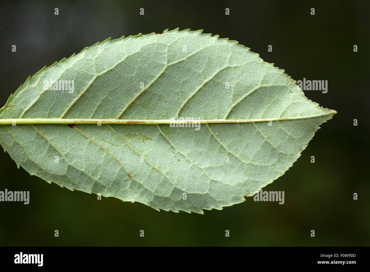 Leaf serrated edge hires stock photography and images Alamy