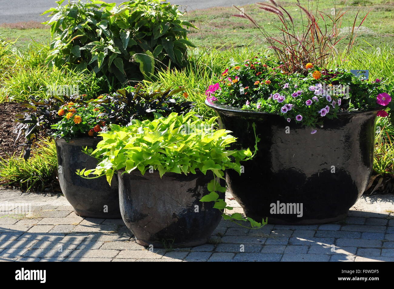 Large Flower Pots Stock Photo Alamy