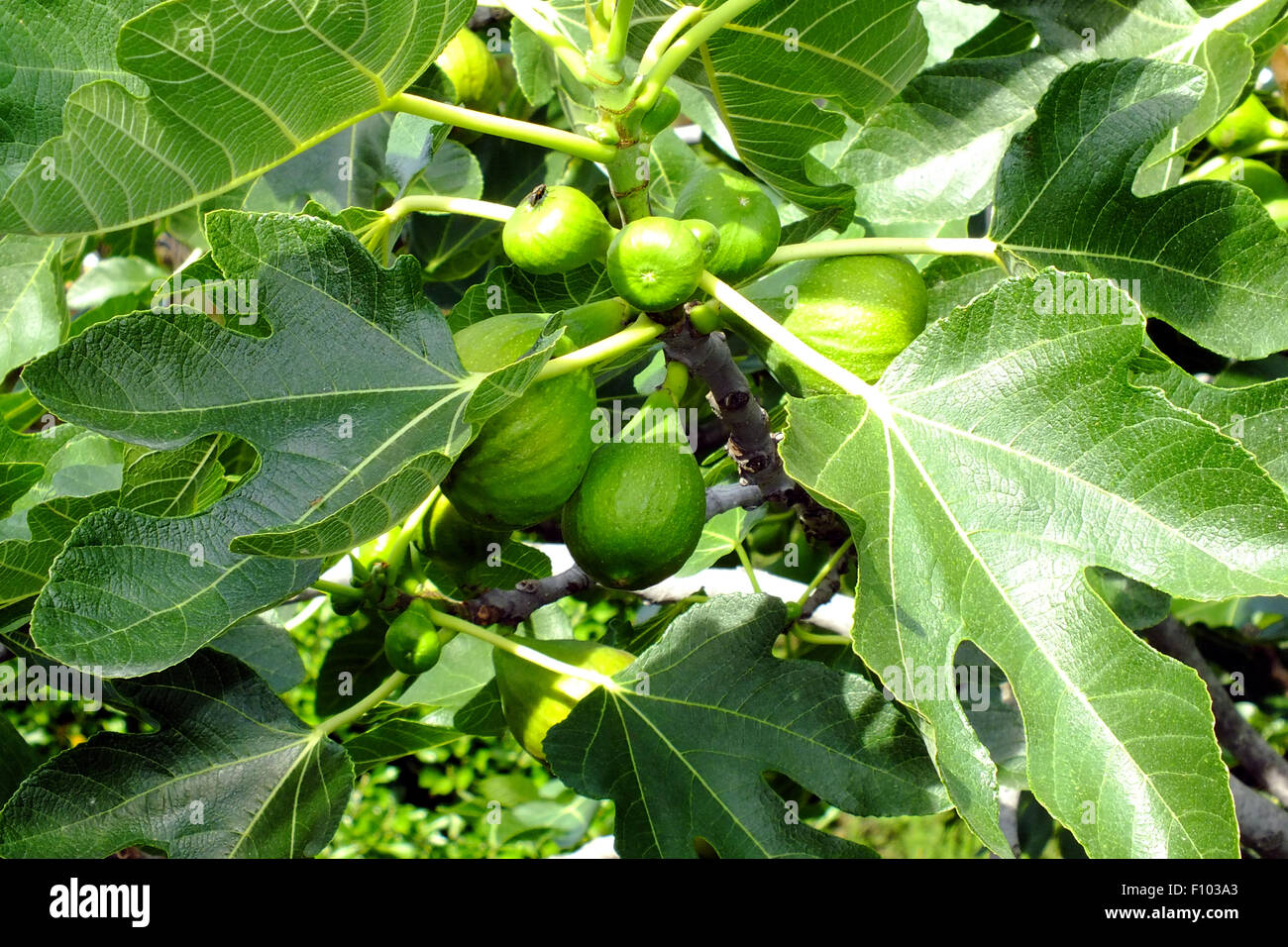 Common fig tree hires stock photography and images Alamy