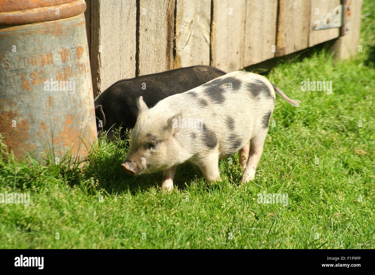 Black and white pigs hires stock photography and images Alamy