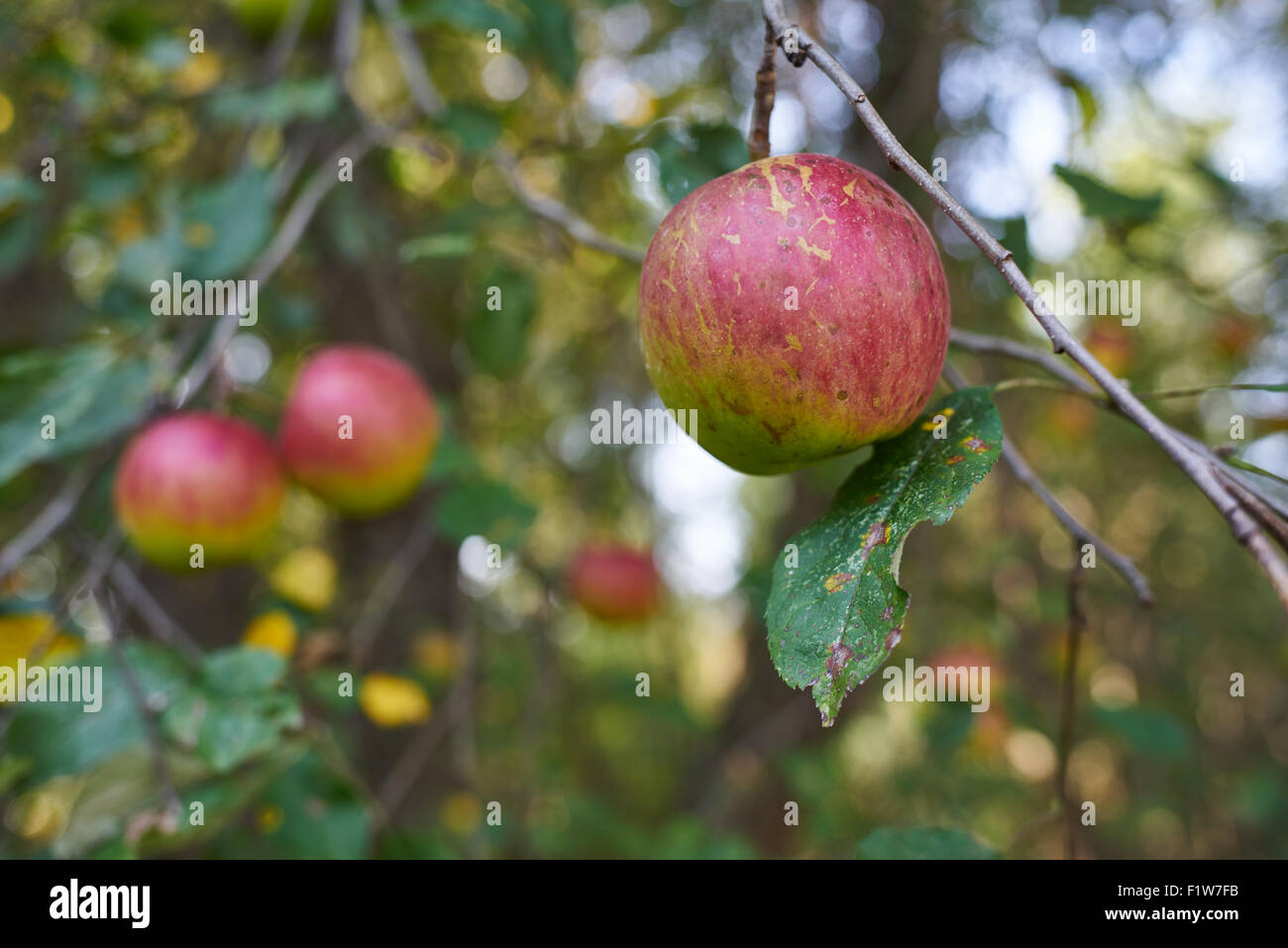 Mcintosh apples hires stock photography and images Alamy