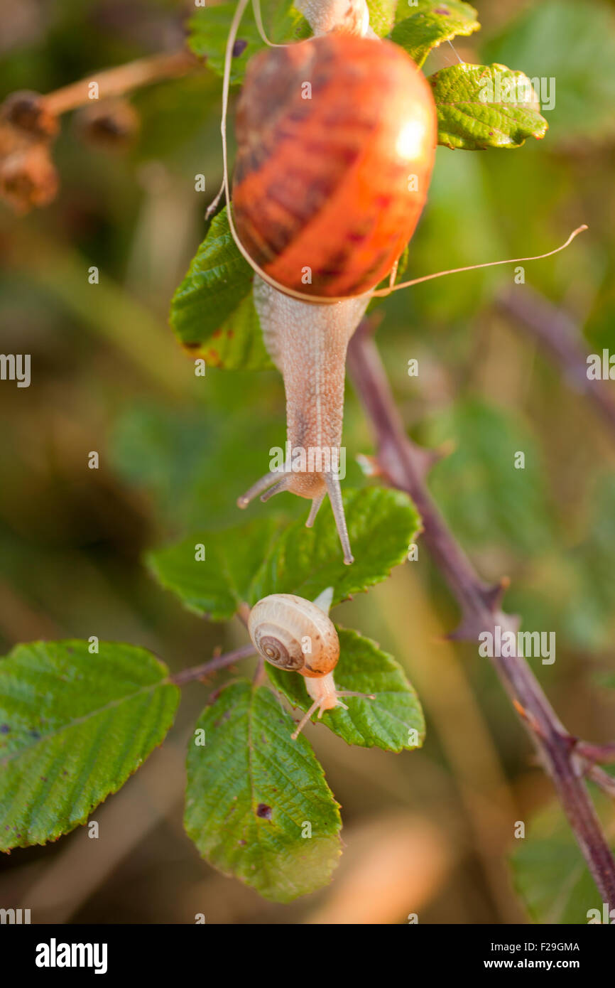 Two snails on a leaf Stock Photo Alamy