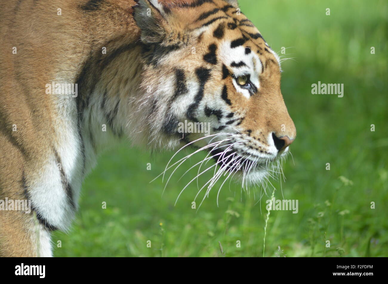 Tiger Eating High Resolution Stock Photography and Images Alamy
