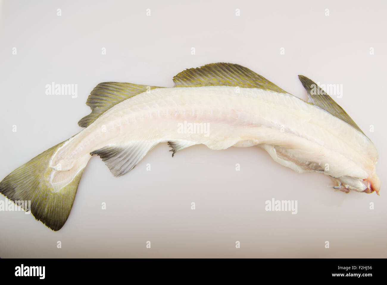 Cod fish skeleton, bones Stock Photo Alamy