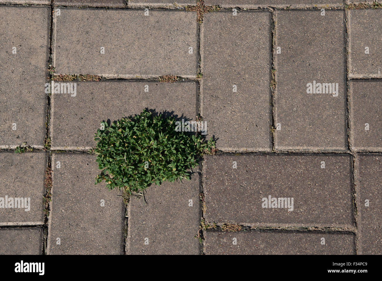 Rectangular brick patio paving blocks form an interesting pattern but