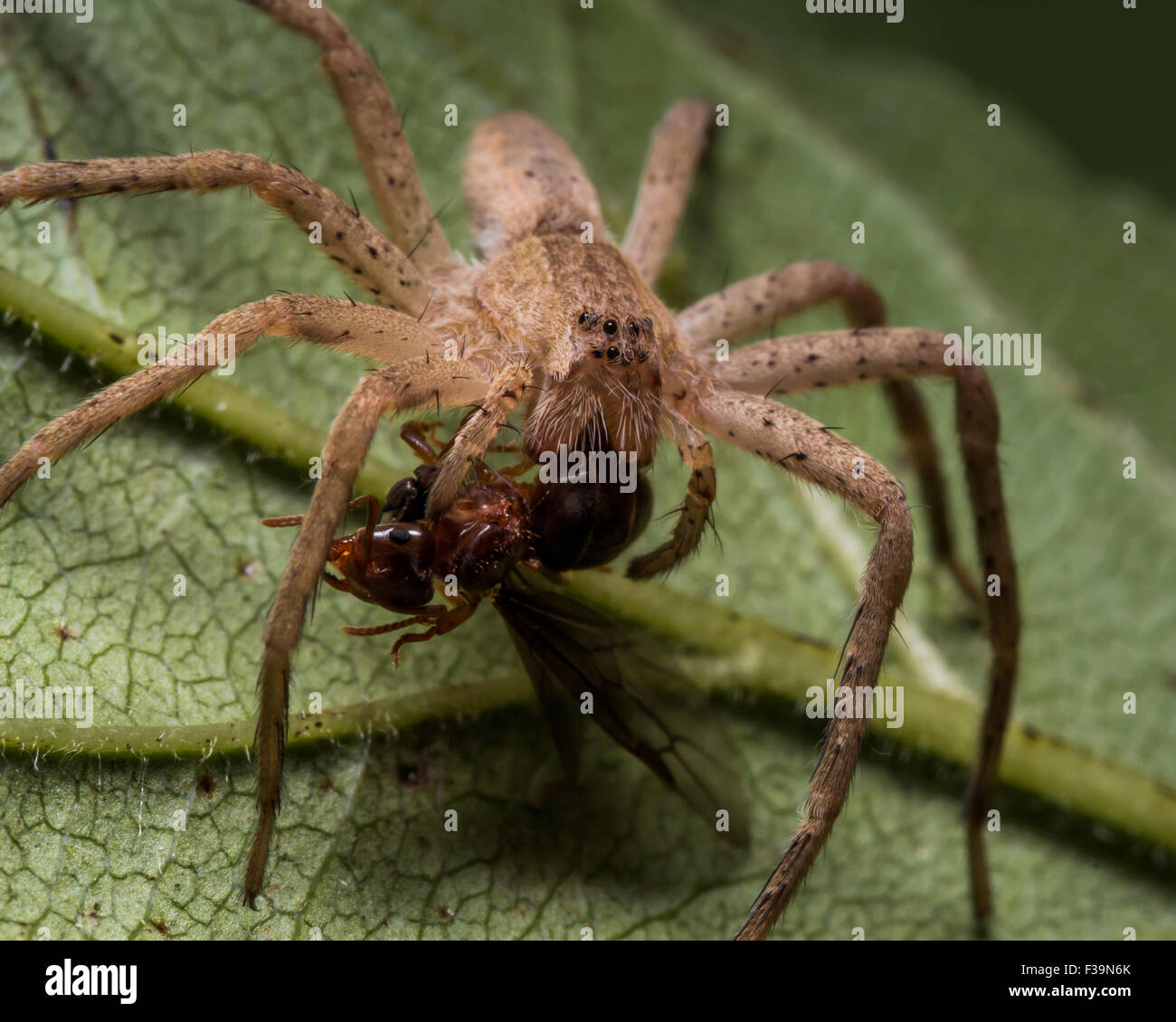 Wolf spider eating hires stock photography and images Alamy