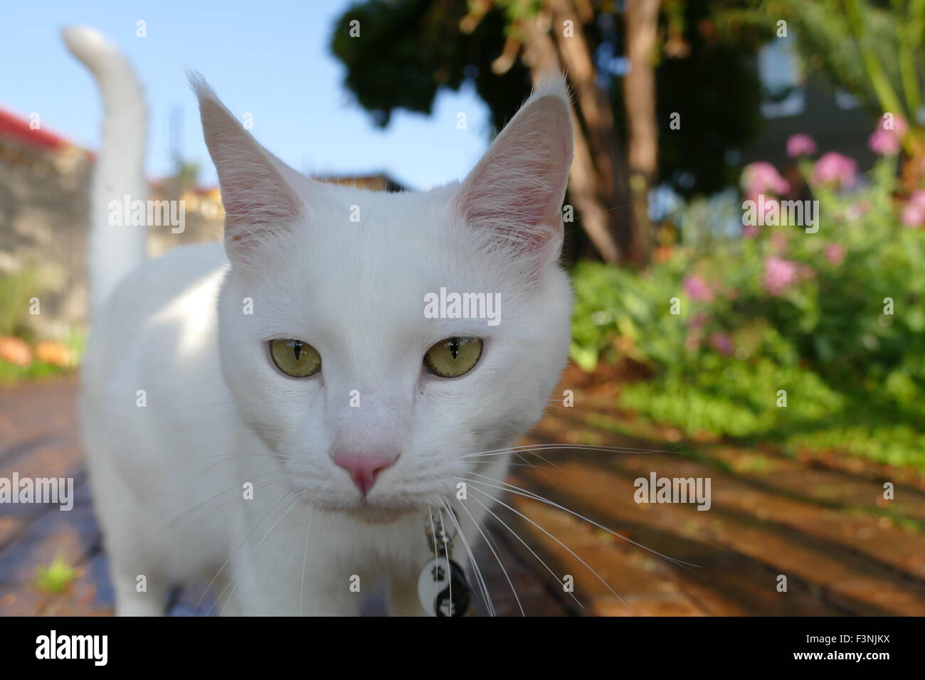 White cat walking Stock Photo Alamy