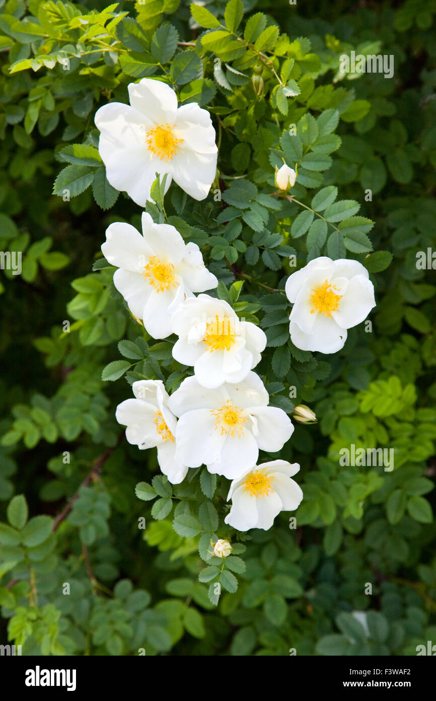 Austrian briar roses hires stock photography and images Alamy