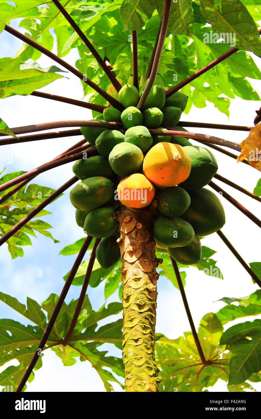 Fruit tree in Grenada Stock Photo Alamy