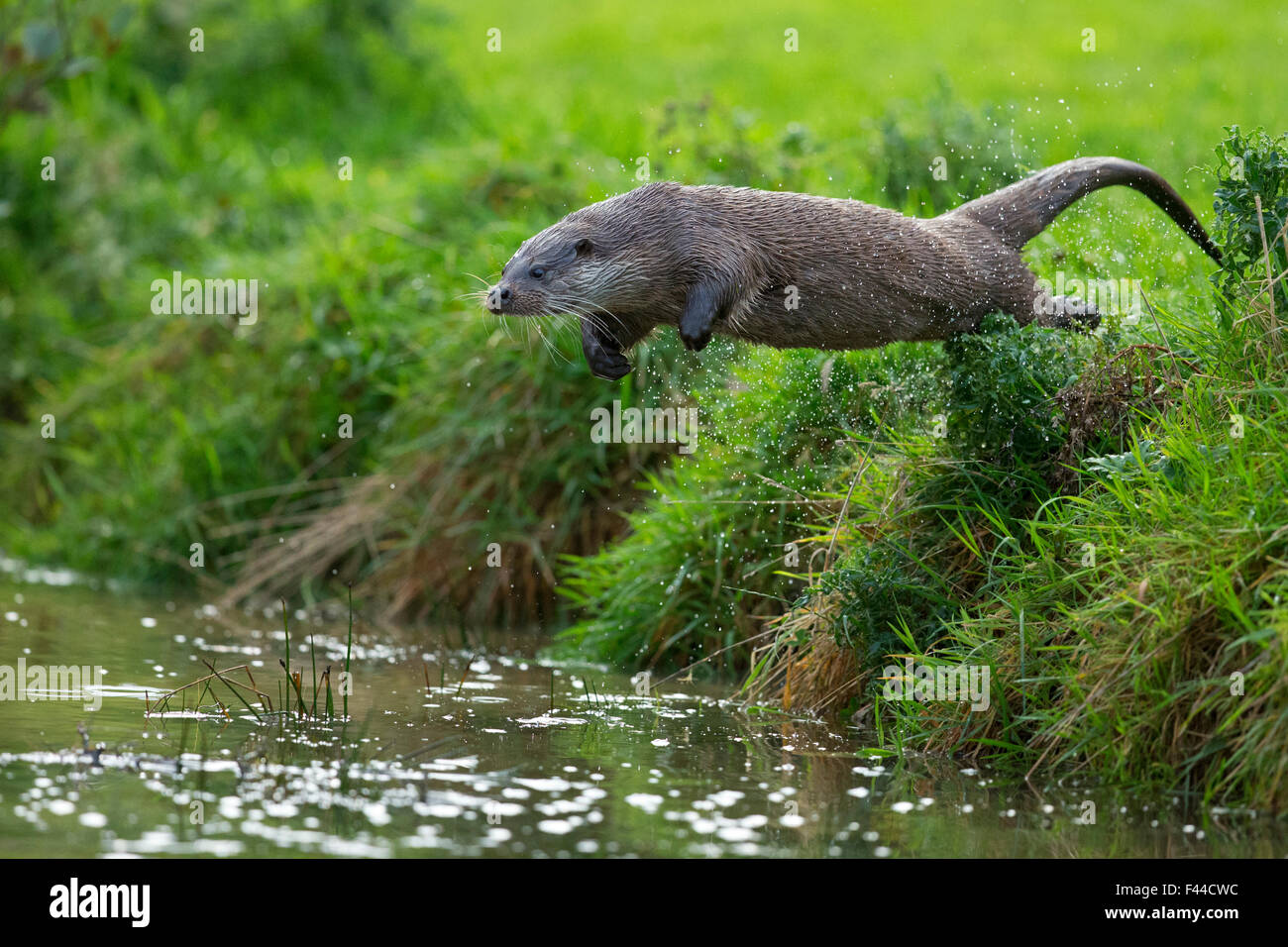 European Otter (Lutra lutra) jumping from bank into water. Controlled