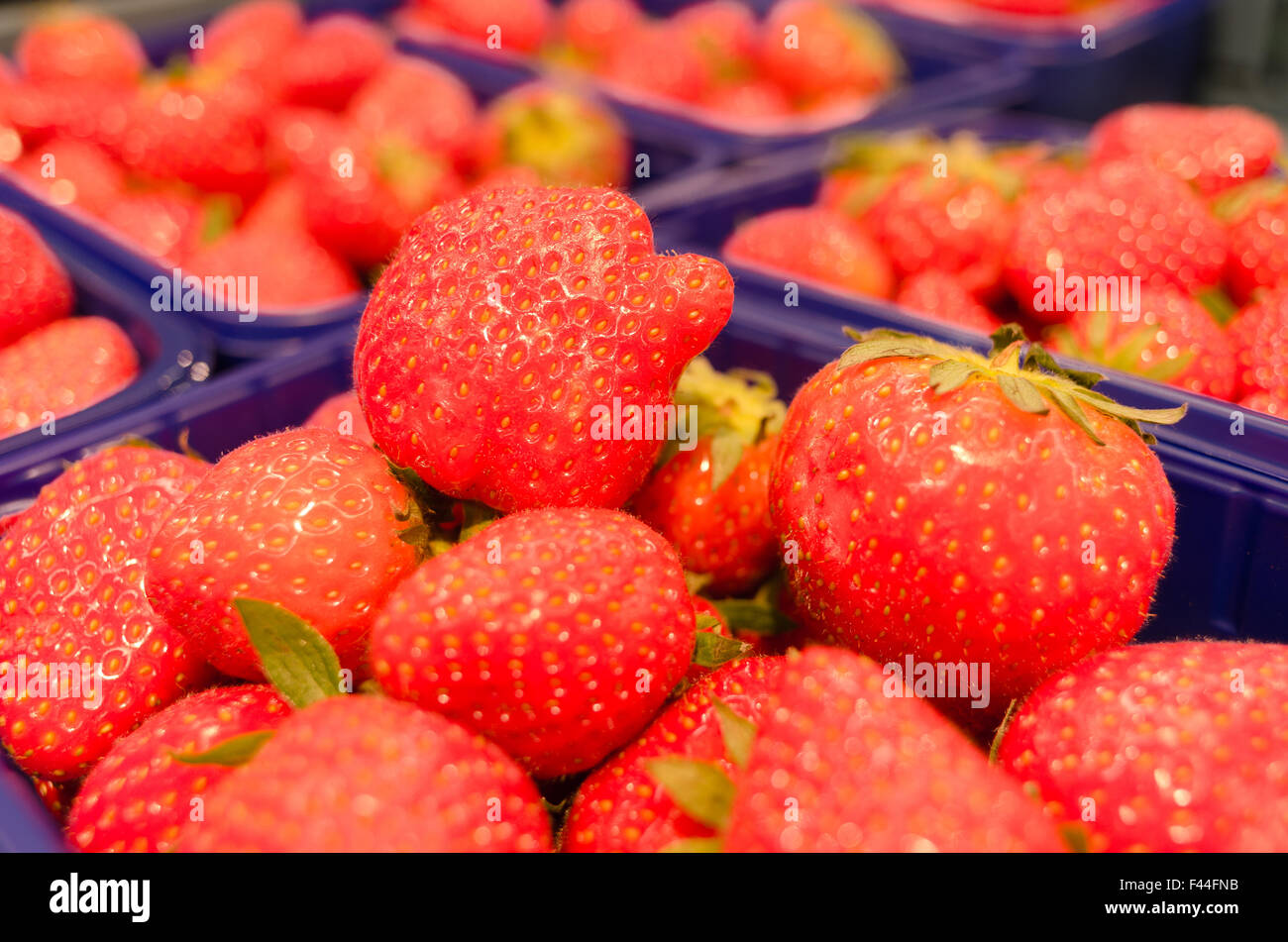 Eddbeerschaelchen hires stock photography and images Alamy
