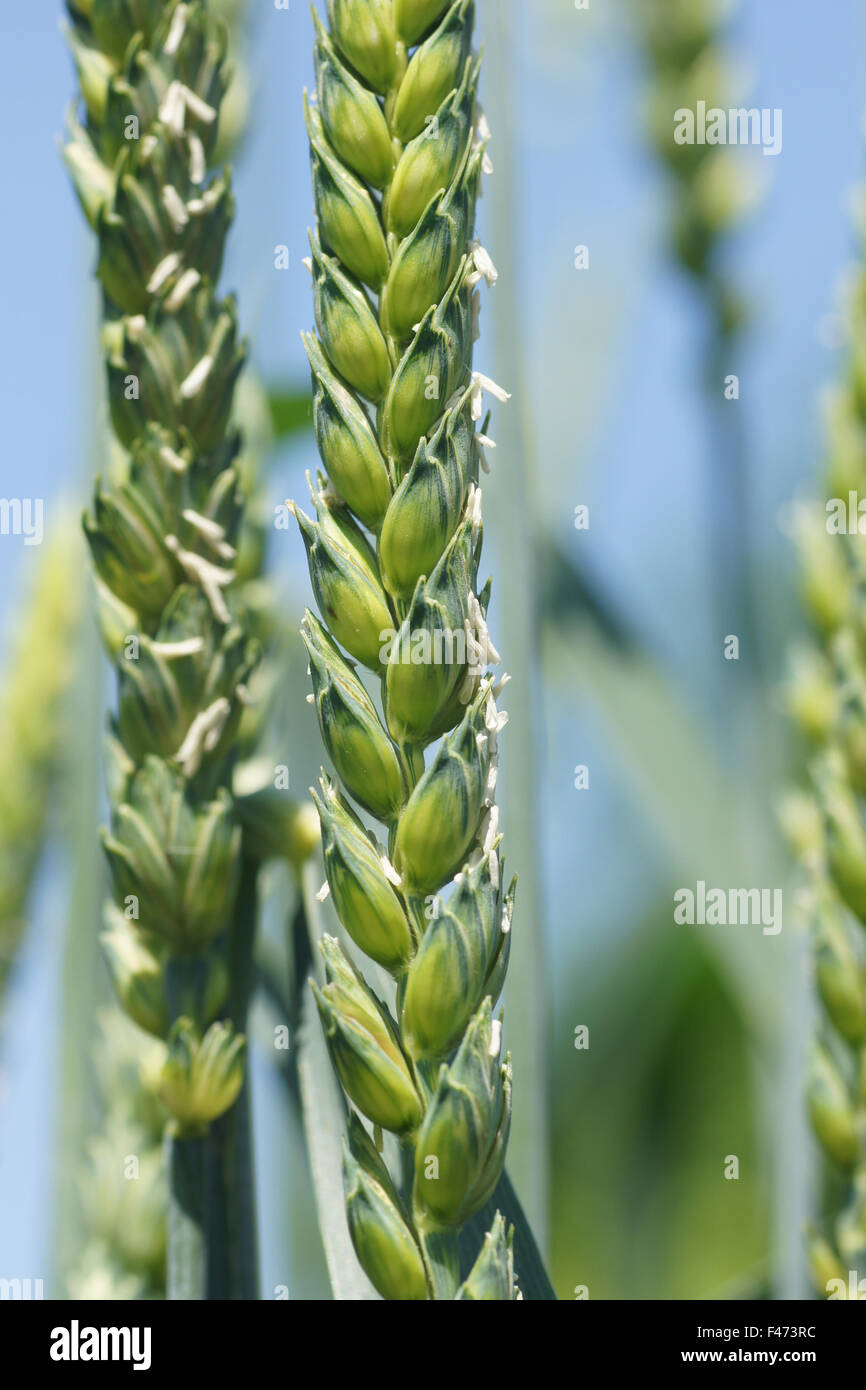 Winter wheat seed hires stock photography and images Alamy