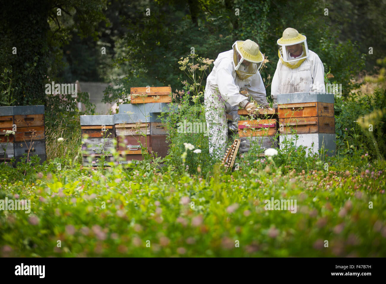 Human beekeeping hires stock photography and images Alamy