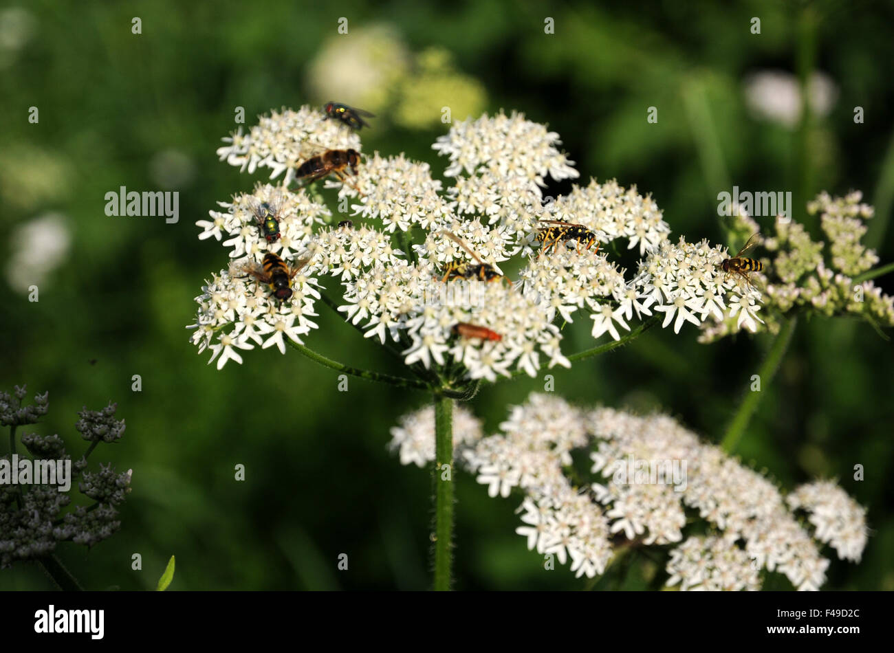 Common hogweeds hires stock photography and images Alamy