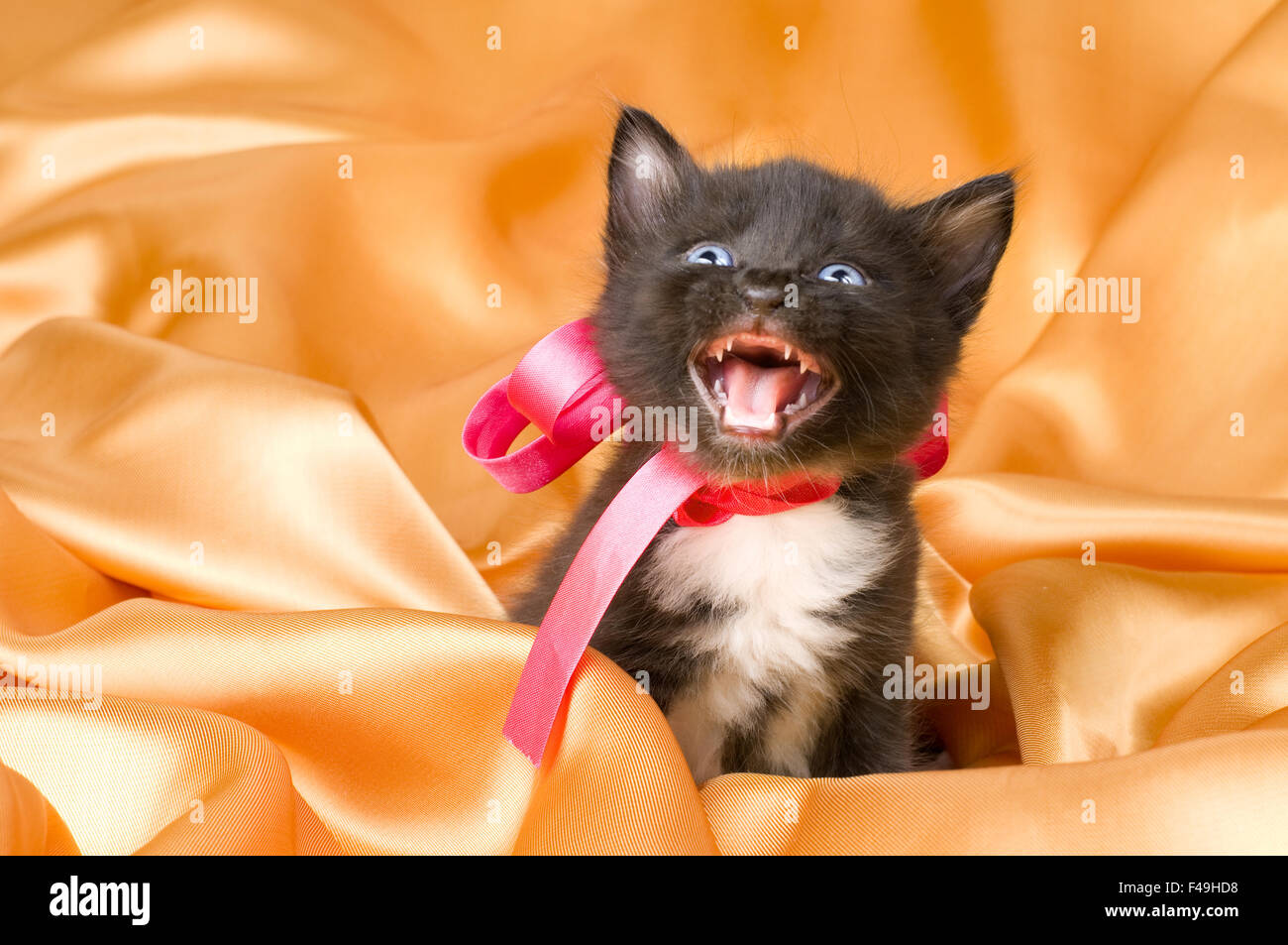 The cats meow hires stock photography and images Alamy