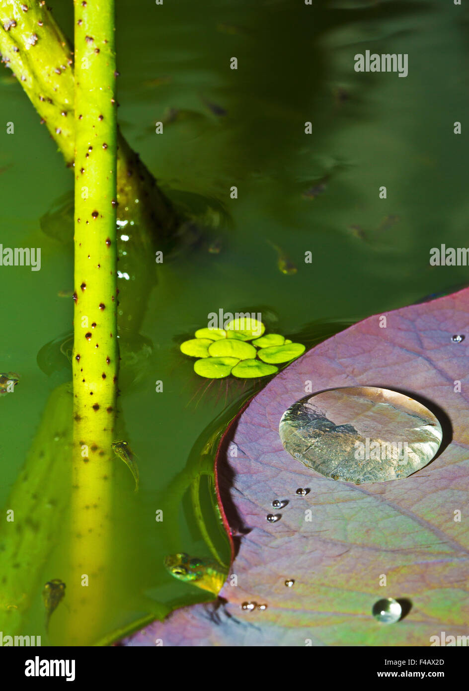 Fish pond Lotus Stock Photo Alamy