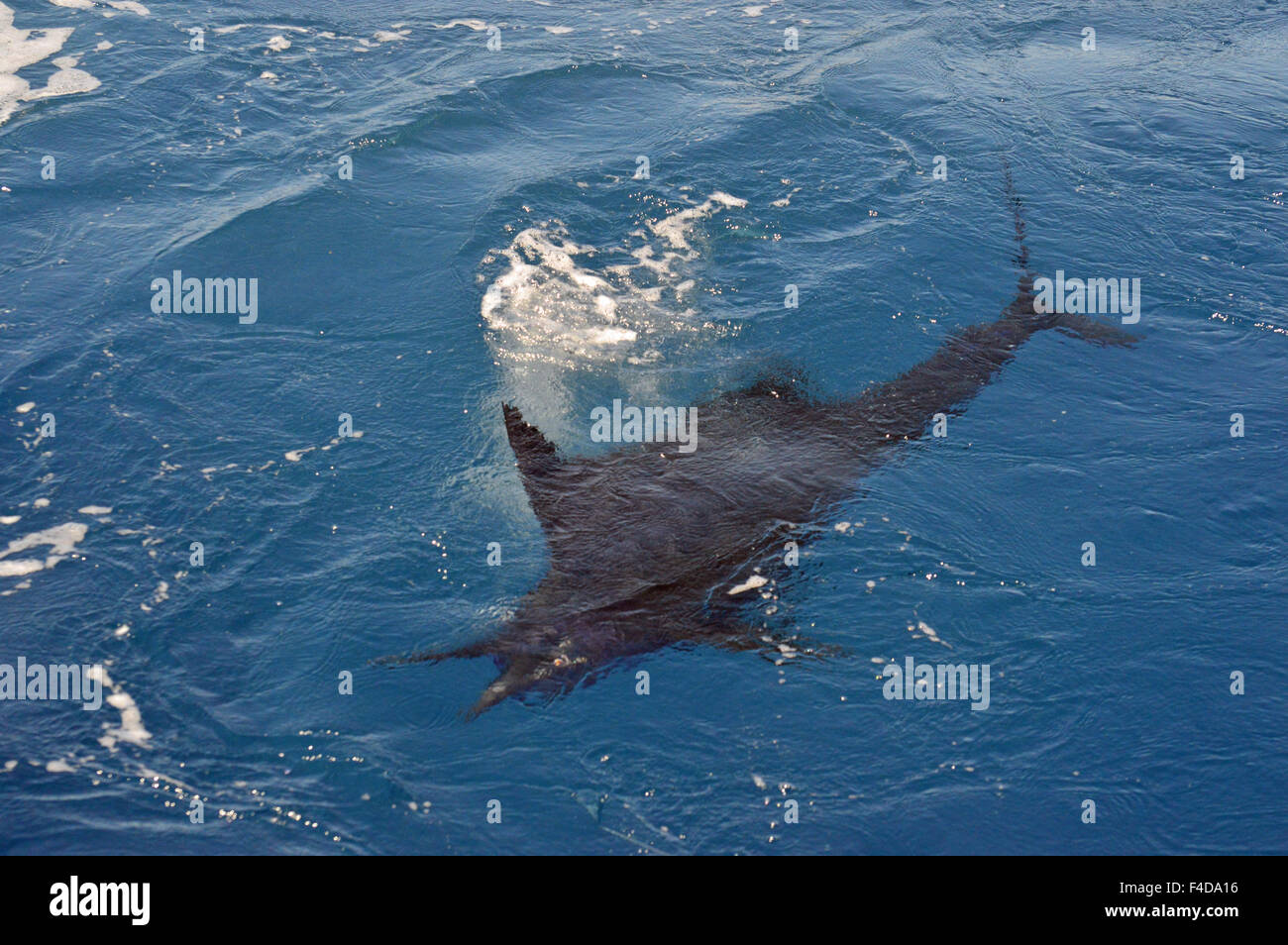 Sailfish florida hires stock photography and images Alamy