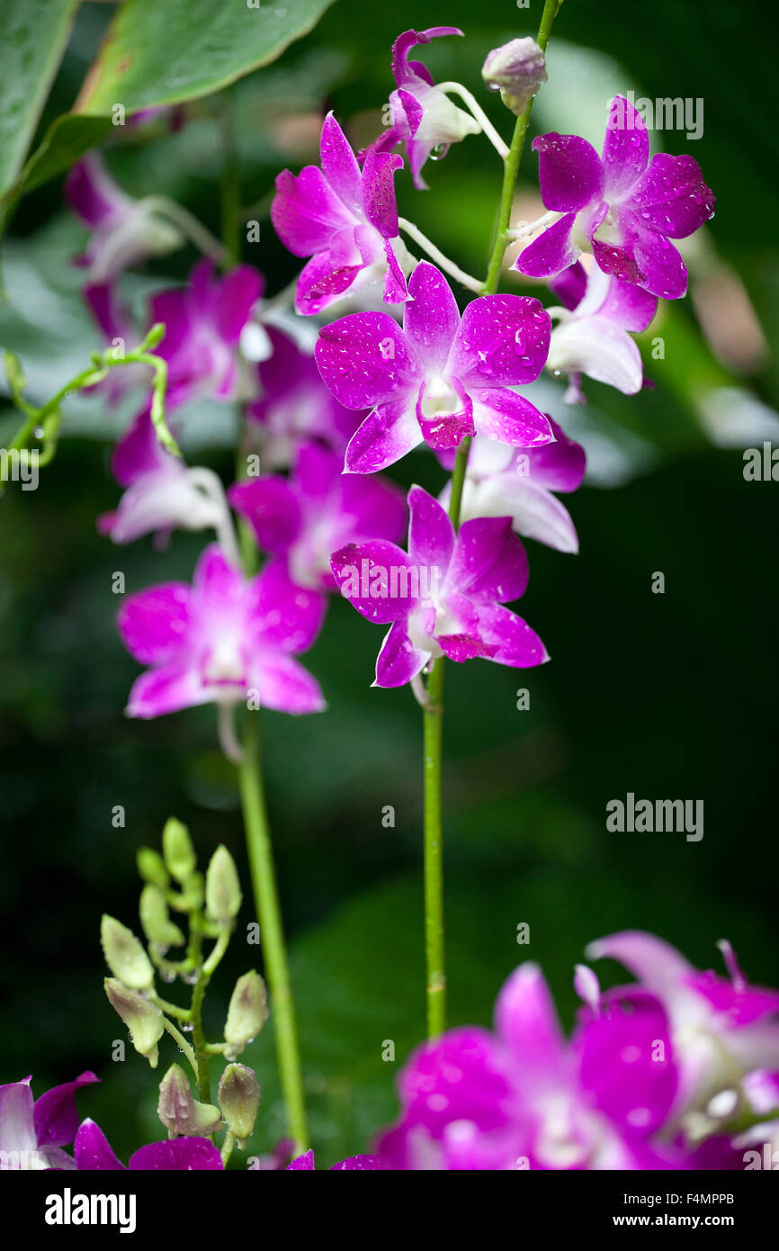 Singapore Botanic Gardens Stock Photo Alamy