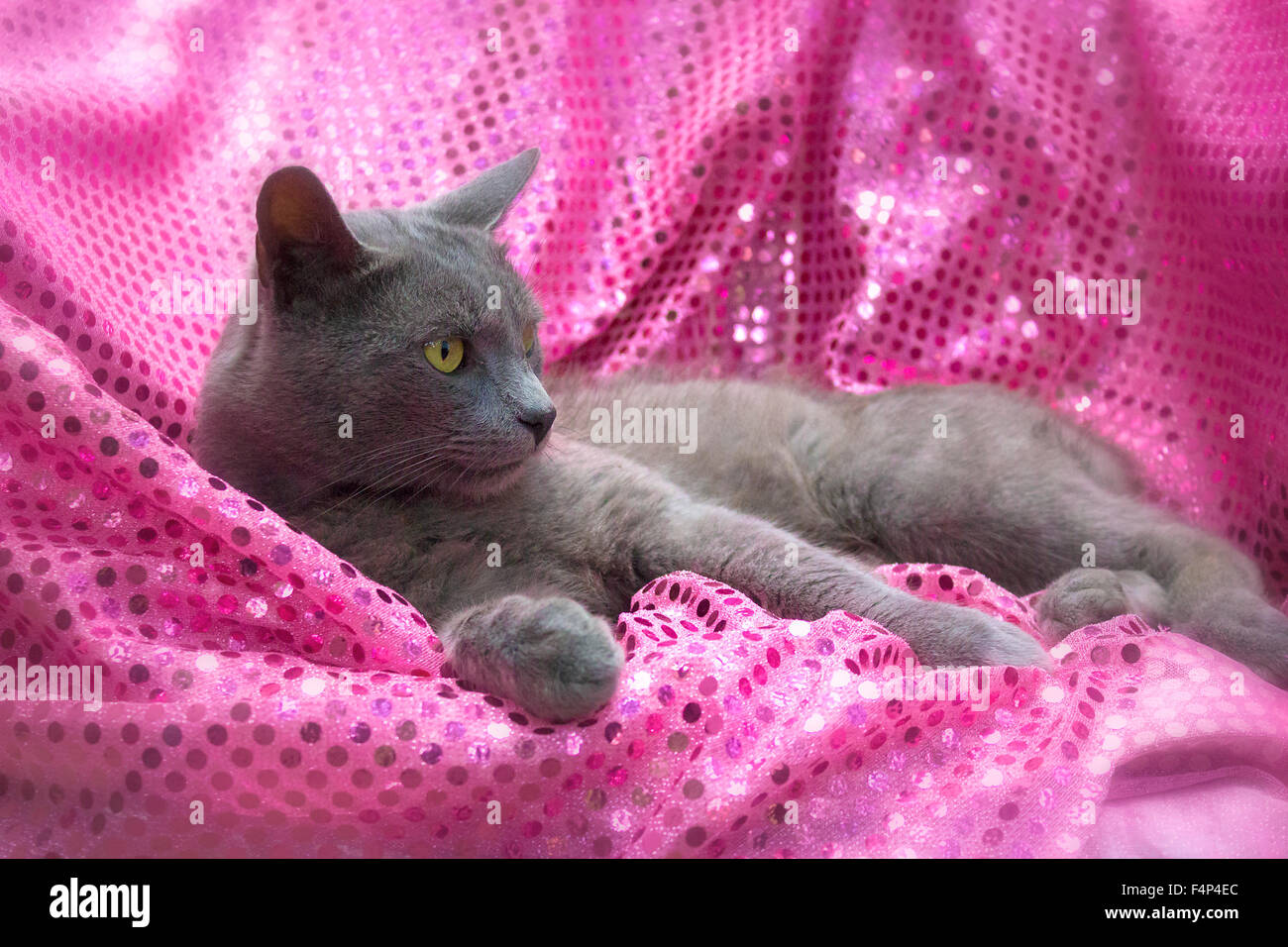 Russian blue cat Stock Photo Alamy