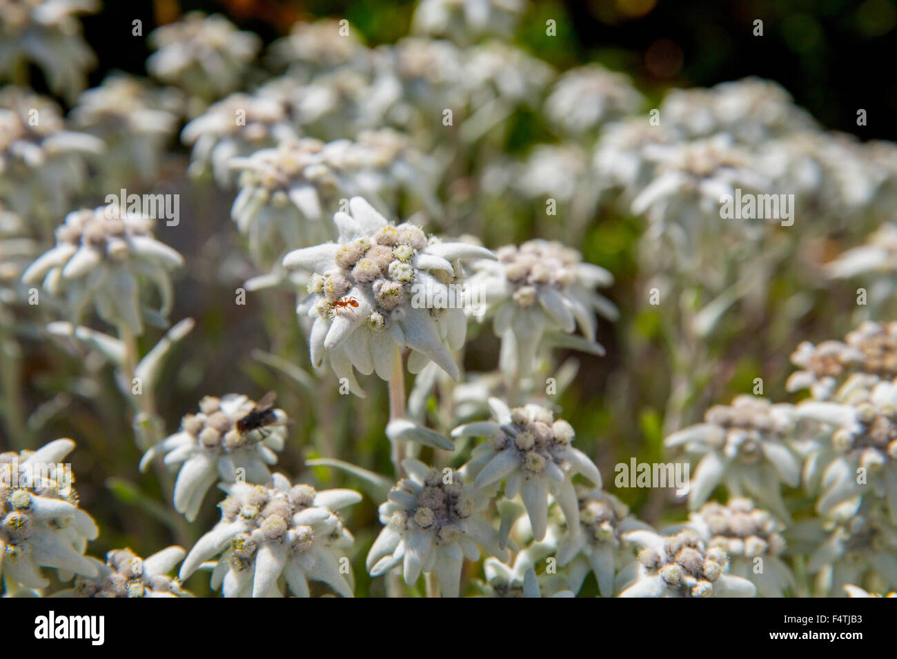 Edelweiss Stock Photo Alamy