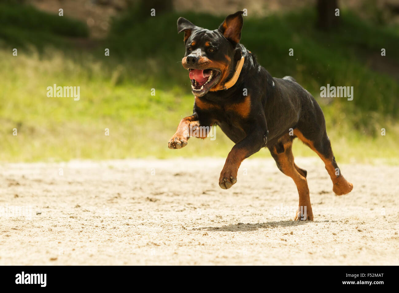 What To Do If Dog Runs Off Leash
