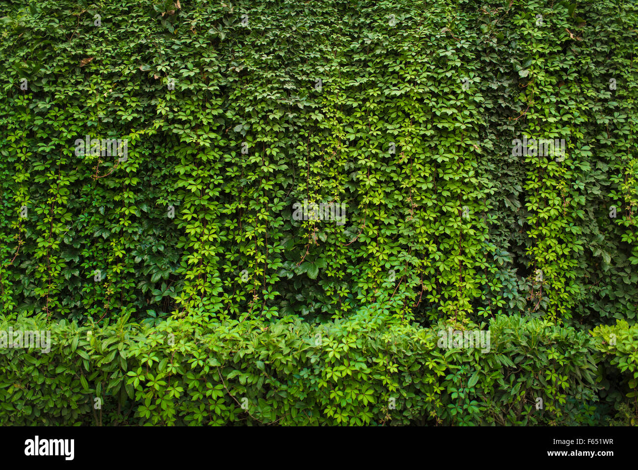 Green leaf wall background Stock Photo Alamy